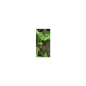 Preview: Photo Background - rainforest - 10x20 - high